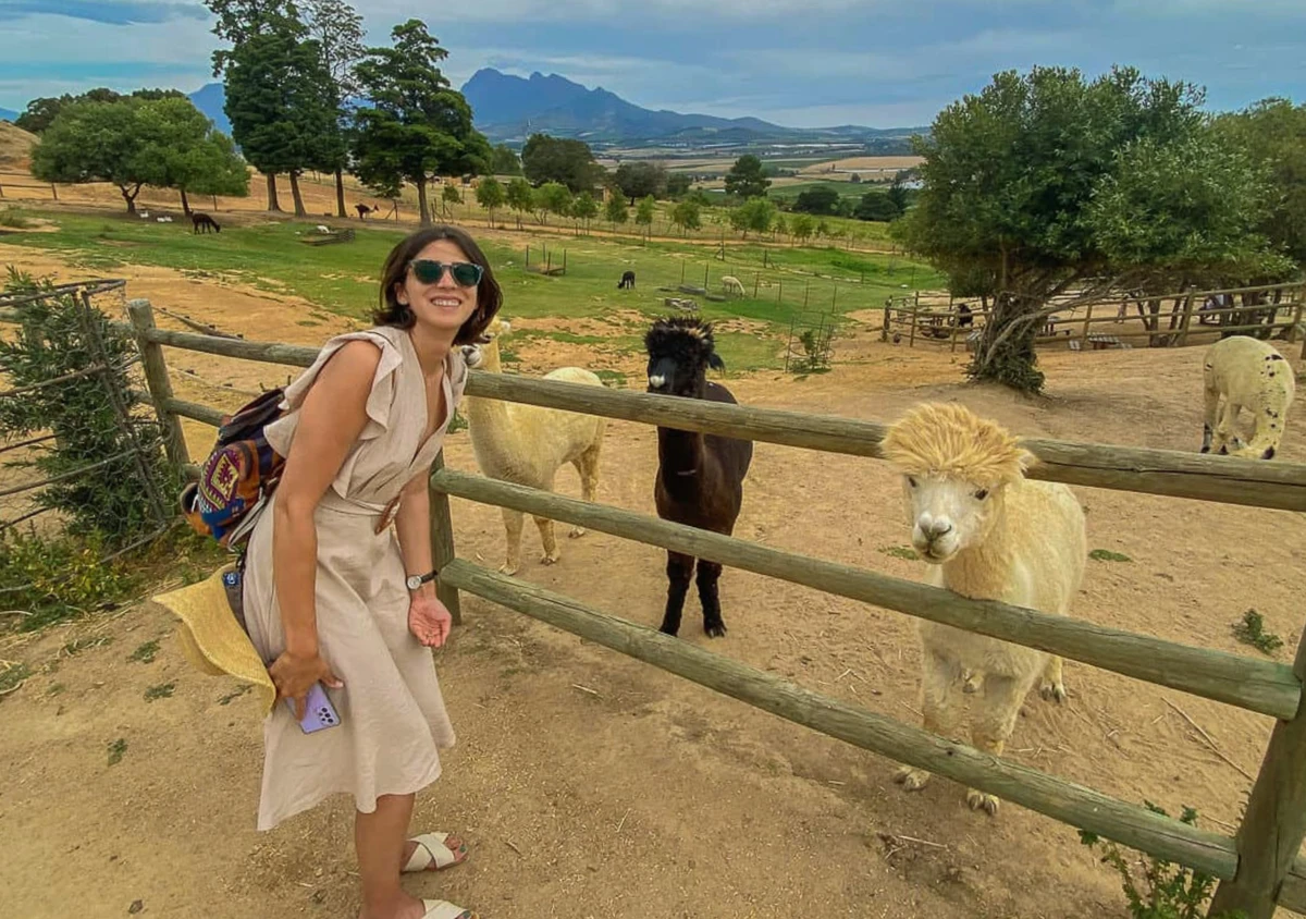 Закат виноградники